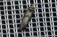 Paraswammerdamia nebulella
