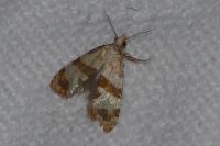 Phalonidia contractana