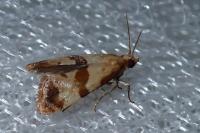 Phalonidia contractana