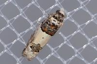 Epinotia thapsiana