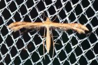 Oxyptilus