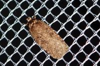 Agonopterix ciliella/heracliana