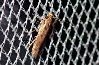 Bryotropha
