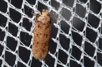 Bryotropha