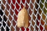 Clepsis consimilana