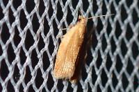 Clepsis consimilana