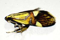 Alabonia geoffrella