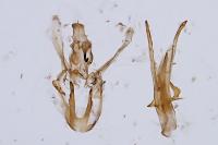 Dichomeris limosella