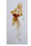 Dichomeris limosella