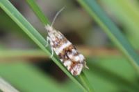 Olethreutes micana