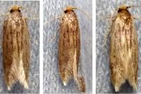 Opogona omoscopa