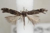 Aproaerema anthyllidella