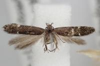 Aproaerema suecicella