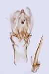 Aproaerema suecicella