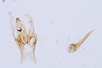 Aproaerema suecicella