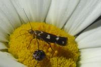 Scythris scopolella