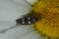 Scythris scopolella