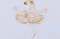 Coleophora mayrella