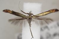Coleophora mayrella