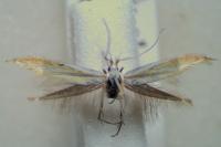 Coleophora partitella