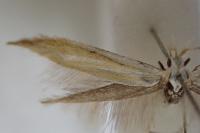 Coleophora partitella