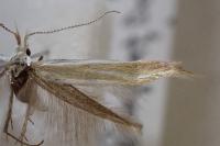 Coleophora partitella