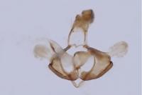 Coleophora partitella