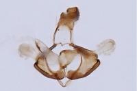Coleophora partitella