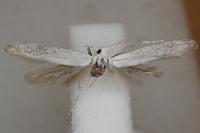 Coleophora anatipennella