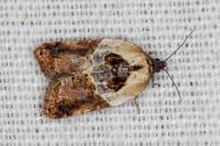 Acleris variegana