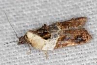 Acleris variegana