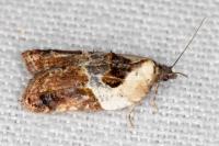 Acleris variegana