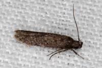 Carpatolechia decorella