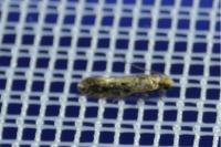 Niditinea