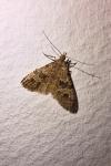 Alucita hexadactyla