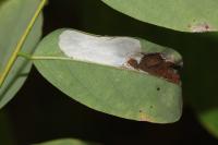 Macrosaccus robiniella