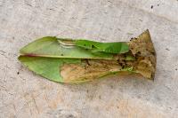 Gracillaria syringella