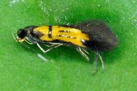 Schiffermuelleria schaefferella