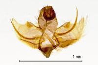 Schiffermuelleria schaefferella