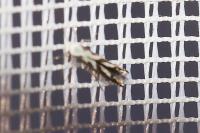 Lyonetia prunifoliella