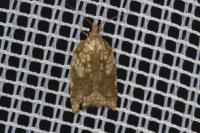 Acleris rhombana