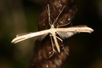 Emmelina monodactyla