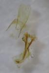 Dichomeris alacella