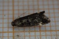 Dichomeris alacella