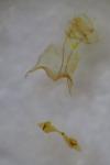 Ornativalva plutelliformis