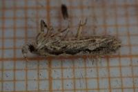 Ornativalva plutelliformis