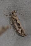 Ornativalva plutelliformis