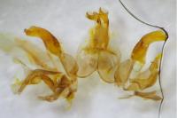 Agdistis bennetii