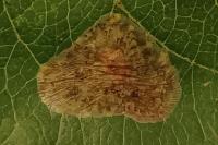 Phyllonorycter corylifoliella
