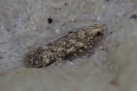 Scrobipalpa obsoletella